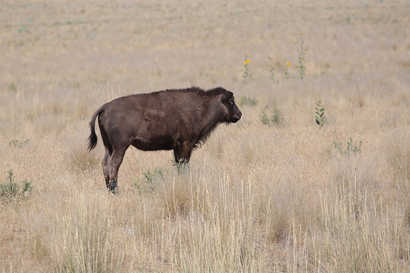 Bison : Antelope Island : Utah : Landscape Photos : Richard Moore : Photographer